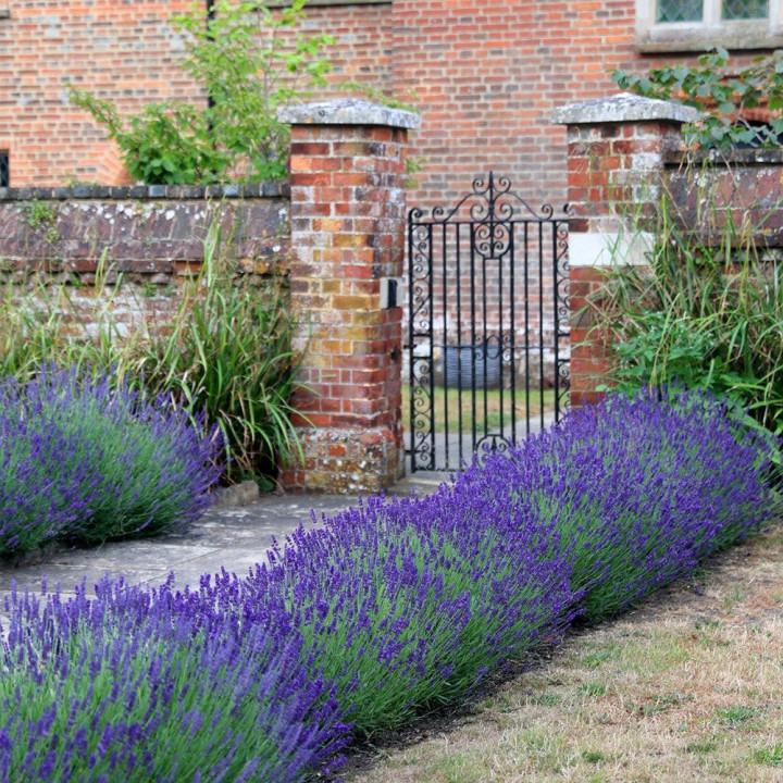 Tikroji levanda (Lot Lavandula ang.) 'Hidcote' C2