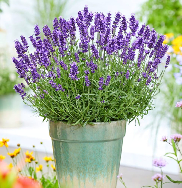 Tikroji levanda (Lot Lavandula ang.) 'Hidcote' C2