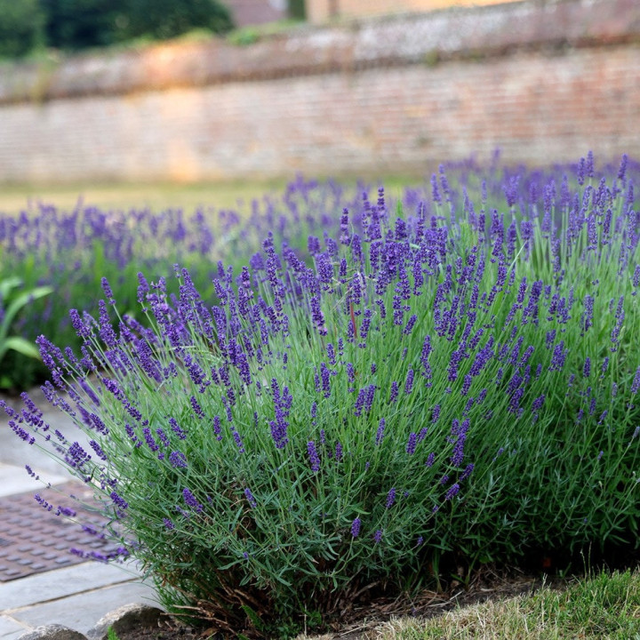 Tikroji levanda (Lot Lavandula ang.) 'Hidcote' C2
