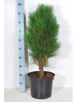 Pušis Juodoji (Lot Pinus Nigra) 'Green Tower' C10 60-80CM-PUŠYS-SPYGLIUOČIAI