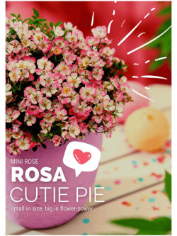 Rožė (Lot Rosa) 'Cutie Pie' 6-PACK - nuotrauka 5