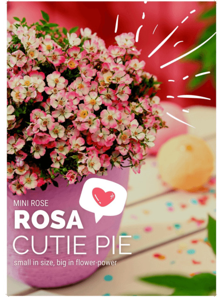 Rožė (Lot Rosa) 'Cutie Pie' 6-PACK