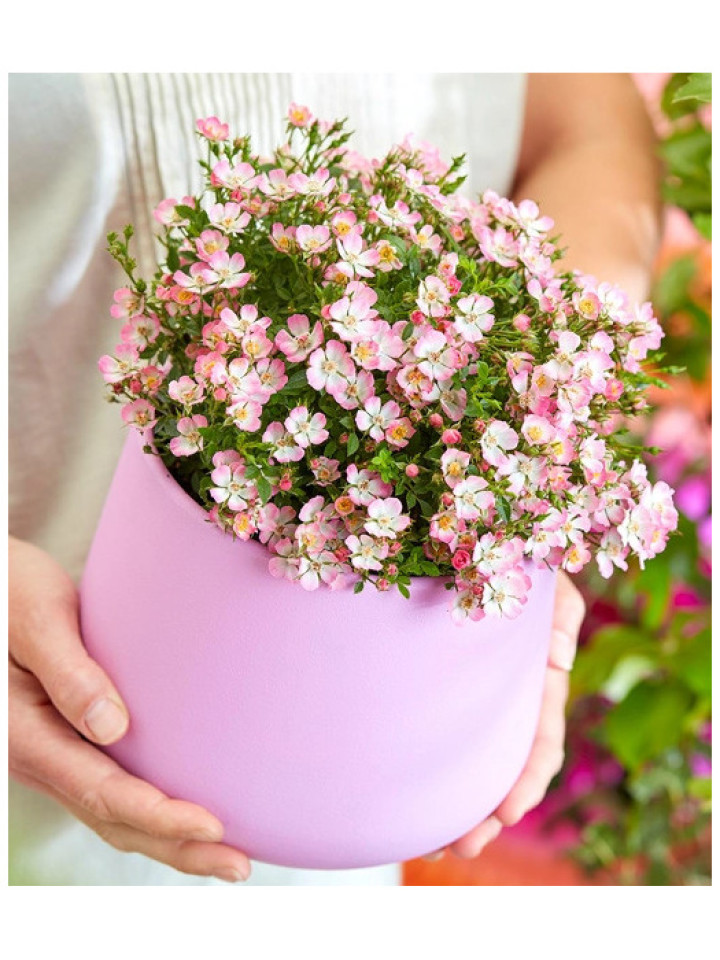Rožė (Lot Rosa) 'Cutie Pie' 6-PACK