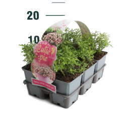Rožė (Lot Rosa) 'Cutie Pie' 6-PACK - nuotrauka 4