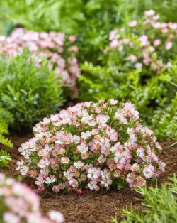 Rožė (Lot Rosa) 'Cutie Pie' 6-PACK - nuotrauka 3