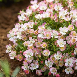 Rožė (Lot Rosa) 'Cutie Pie' 6-PACK - nuotrauka 2