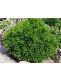 Pušis baltažievė (Lot Pinus heldr.) 'Schmidtii' C7,5/P26 30-35 CM - nuotrauka 3