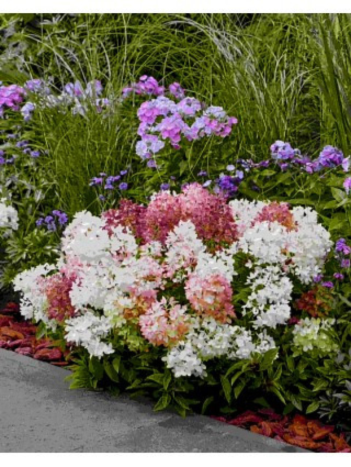 Šluotelinė hortenzija (Lot Hydrangea pan.) 'Groundbreaker Blush'® C1,5/P14