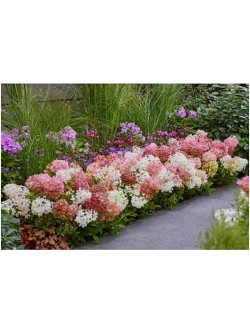Šluotelinė hortenzija (Lot Hydrangea pan.) 'Groundbreaker Blush'® C1,5/P14 - nuotrauka 3