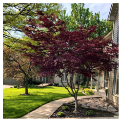 Klevas plaštakinis (Lot Acer pal.) 'Bloodgood' C18 80-100 CM - nuotrauka 4