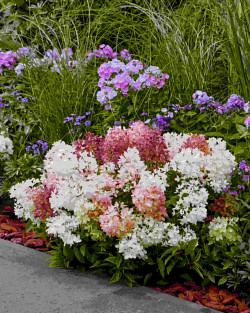Šluotelinė hortenzija (Lot Hydrangea pan.)  'Groundbreaker Blush'® C15 - nuotrauka 2