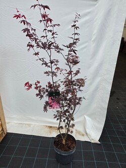 Klevas plaštakinis (Lot Acer pal.) 'Bloodgood' C10 80-100 CM - nuotrauka 2