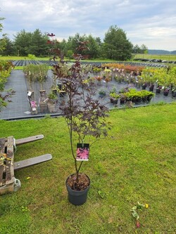 Klevas plaštakinis (Lot Acer pal.) 'Bloodgood' C10 80-100 CM - nuotrauka 3