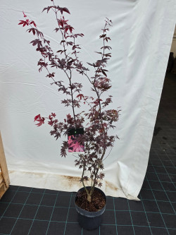 Klevas plaštakinis (Lot Acer pal.) 'Bloodgood' C10 130-140 CM - nuotrauka 2