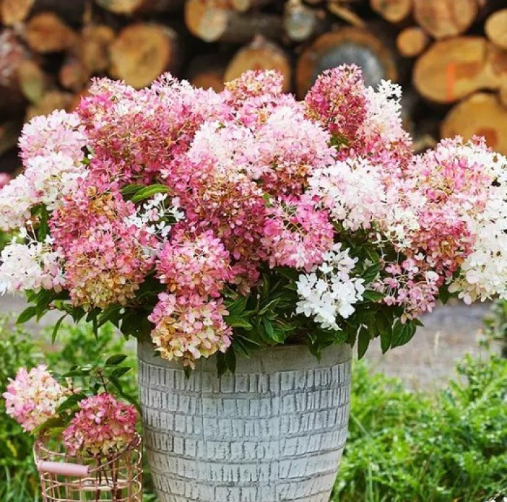 Šluotelinė hortenzija (Lot Hydrangea pan.) 'Groundbreaker Blush'® C1,5/P14