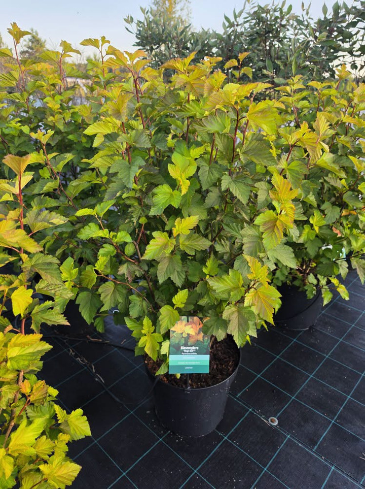 Pūslenis putinalapis (Lot Physocarpus op.) 'Magic Ball' C15 100-110 CM
