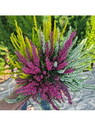 Viržis (Lot. Calluna Vulgaris) GARDEN GIRL TRIO-VIRŽIAI-DAUGIAMETĖS GĖLĖS