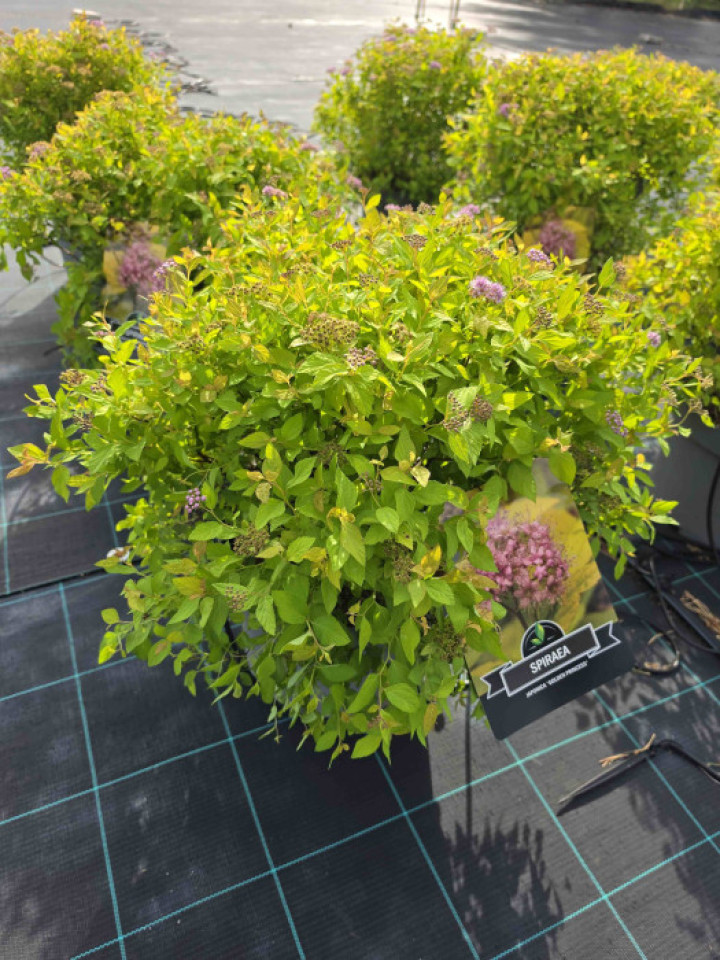 Japoninė lanksva (Lot Spiraea jap.) 'Golden Princess' C10 | LANKSVOS | KRŪMAI