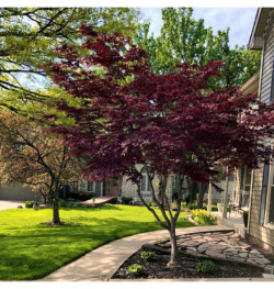 Klevas plaštakinis (Lot Acer pal.) 'Bloodgood' C10 100-110 CM - nuotrauka 2