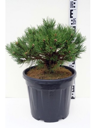 Pušis Juodoji (Lot Pinus Nigra) 'Nana' C15 30-40CM-PUŠYS-SPYGLIUOČIAI