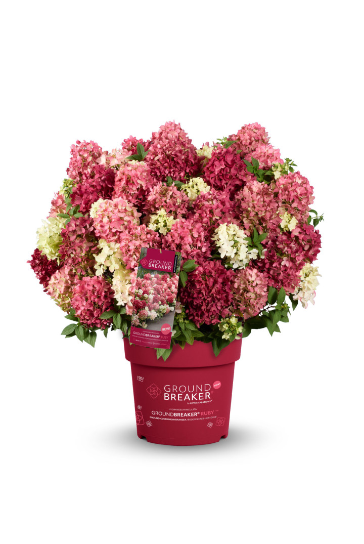 Šluotelinė hortenzija (Lot Hydrangea pan.) 'Groundbreaker Ruby'® C1.5 | ŠLUOTELINĖS HORTENZIJOS | HORTENZIJOS