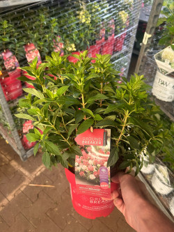 Šluotelinė hortenzija (Lot Hydrangea pan.) 'Groundbreaker Ruby'® C3 - nuotrauka 5