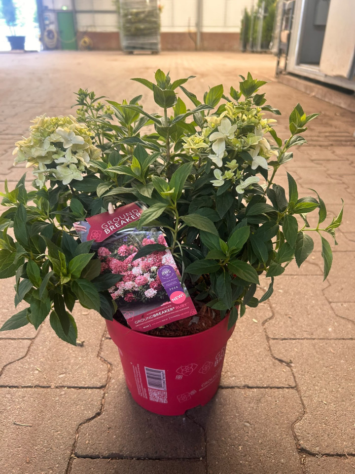 Šluotelinė hortenzija (Lot Hydrangea pan.) 'Groundbreaker Ruby'® C1.5 | ŠLUOTELINĖS HORTENZIJOS | HORTENZIJOS