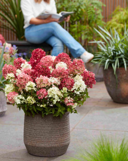 Šluotelinė hortenzija (Lot Hydrangea pan.) 'Groundbreaker Ruby'® C3 - nuotrauka 2