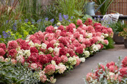 Šluotelinė hortenzija (Lot Hydrangea pan.) 'Groundbreaker Ruby'® C3 - nuotrauka 4