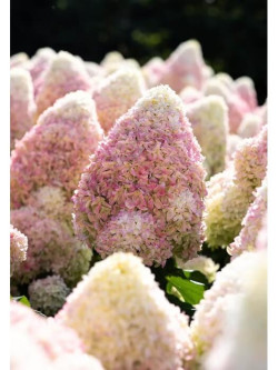 Šluotelinė hortenzija (Lot Hydrangea pan.) 'Candy Love' C2/P17