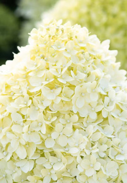 Šluotelinė hortenzija (Lot Hydrangea pan.) 'Cotton Cream' C2