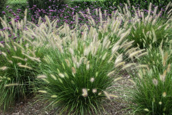 Soruolė Pašiaušėlinė( lot. Pennisetum alopecuroides) Hameln C5 - nuotrauka 3