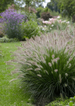 Soruolė Pašiaušėlinė( lot. Pennisetum alopecuroides) Hameln C5 - nuotrauka 1