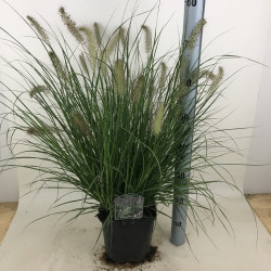 Soruolė Pašiaušėlinė( lot. Pennisetum alopecuroides) Hameln C5 - nuotrauka 2