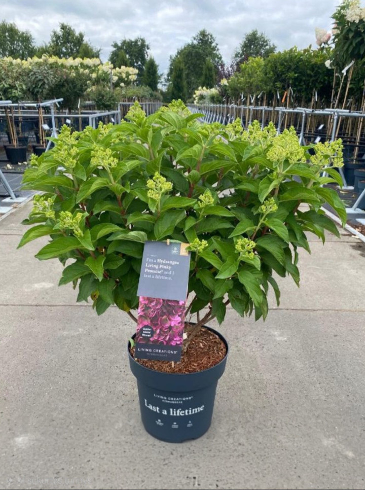 Šluotelinė hortenzija (Lot Hydrangea pan.) 'Living Pinky Promise®' PBR C3 | ŠLUOTELINĖS HORTENZIJOS | HORTENZIJOS
