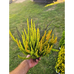 Viržis (Lot. Calluna Vulgaris) GARDEN GIRL SUNSET TRIO | VIRŽIAI | DAUGIAMETĖS GĖLĖS