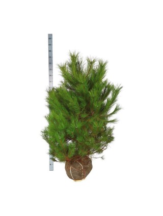Pušis Juodoji (Lot Pinus Nigra) 125-150CM-PUŠYS-SPYGLIUOČIAI