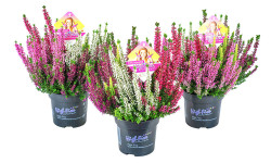Viržis (Lot. Calluna Vulgaris) 'Beauty Ladies' Symphony | VIRŽIAI | DAUGIAMETĖS GĖLĖS