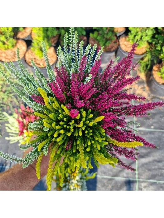 Viržis (Lot. Calluna Vulgaris) GARDEN GIRL TRIO-VIRŽIAI-DAUGIAMETĖS GĖLĖS