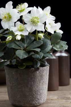 Eleboras baltažiedis (Lot Helleborus niger) 'Christmas Carol' C2/P17 25-30 CM - nuotrauka 1
