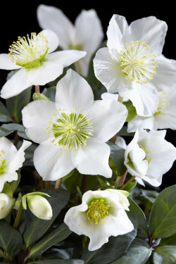 Eleboras baltažiedis (Lot Helleborus niger) 'Christmas Carol' C2/P17 25-30 CM - nuotrauka 3