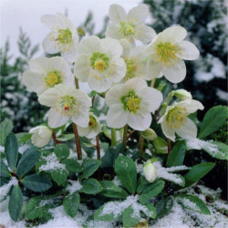 Eleboras baltažiedis (Lot Helleborus niger) 'Christmas Carol' C2/P17 25-30 CM - nuotrauka 4