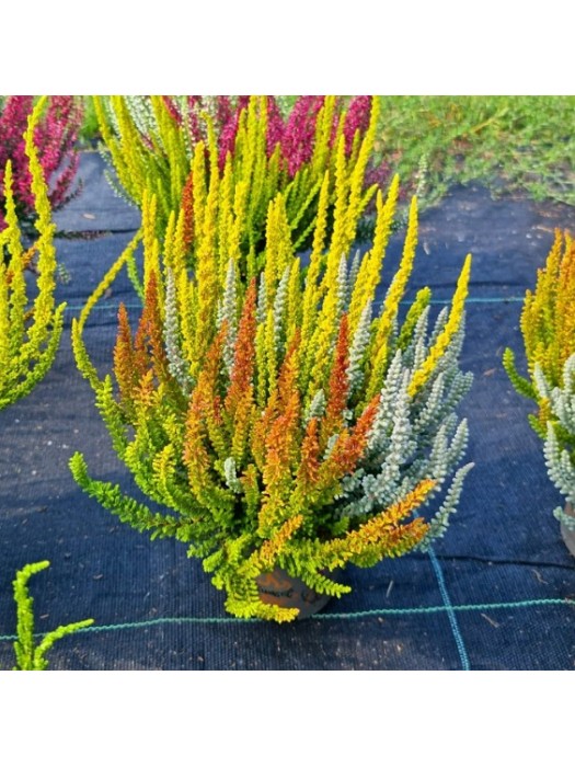 Viržis (Lot. Calluna Vulgaris) GARDEN GIRL SUNSET TRIO-VIRŽIAI-DAUGIAMETĖS GĖLĖS