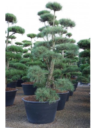 Bonsas Pušis Jodoji (Lot Pinus Nigra) C500 250-300CM-BONSAI-SPYGLIUOČIAI