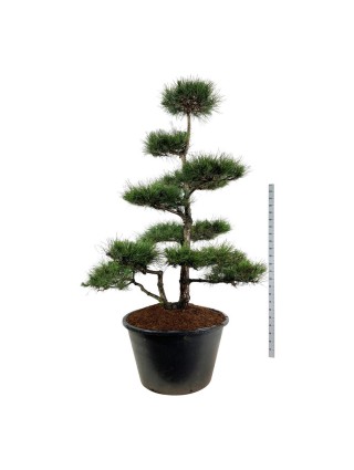 Bonsas Pušis Jodoji (Lot Pinus Nigra) C500 225-250CM-BONSAI-SPYGLIUOČIAI