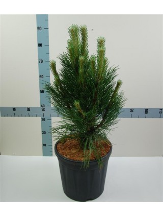 Pušis Juodoji (Lot Pinus Nigra) 'Oregon Green' C13 60-70CM-PUŠYS-SPYGLIUOČIAI