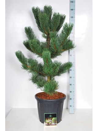 Pušis Juodoji (Lot Pinus Nigra) 'Oregon Green' C25 90-100CM-PUŠYS-SPYGLIUOČIAI
