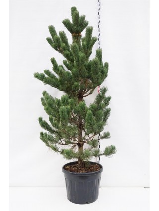 Pušis Juodoji (Lot Pinus Nigra) 'Oregon Green' C70 200/+CM-PUŠYS-SPYGLIUOČIAI