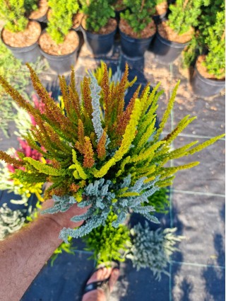 Viržis (Lot. Calluna Vulgaris) GARDEN GIRL SUNSET TRIO-VIRŽIAI-DAUGIAMETĖS GĖLĖS