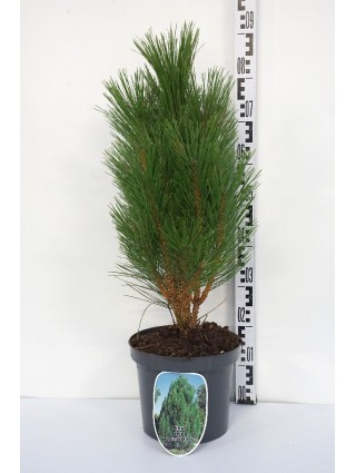 Pušis Juodoji (Lot Pinus Nigra) 'Pyramidalis' C7.